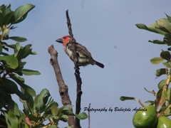 Lybius vieilloti