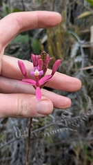 Epidendrum cochlidium, photograph (c) Thibaud Aronson, some rights reserved (CC BY-SA)