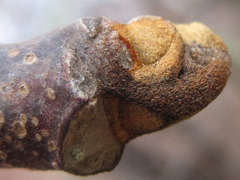 Picrasma quassioides