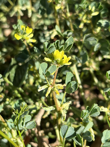 Trigonella suavissima observed 2025-08-16
