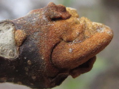 Picrasma quassioides