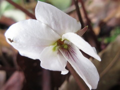 Viola albida takahashii