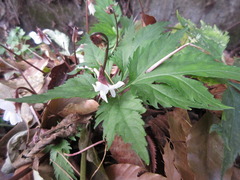 Viola albida takahashii