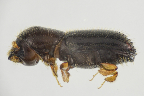 Xyleborinus saxesenii, 2025-09-02