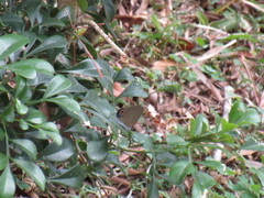 Jamides bochus formosanus