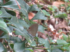Jamides bochus formosanus