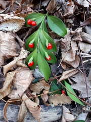 Ruscus hypoglossum