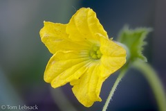 Apodanthera undulata