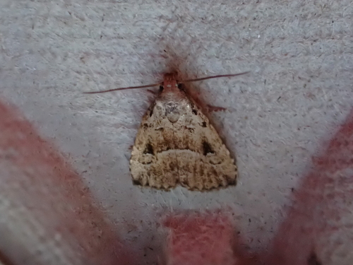 Large Hypenodes Moth photo 4
