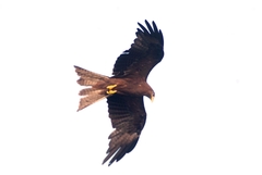 Milvus migrans parasitus