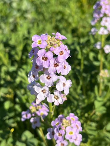 Harmsiodoxa puberula, 2025-08-16
