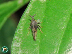 Lycoderes fuscus