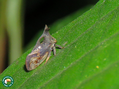 Lycoderes fuscus