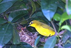 Zosterops senegalensis