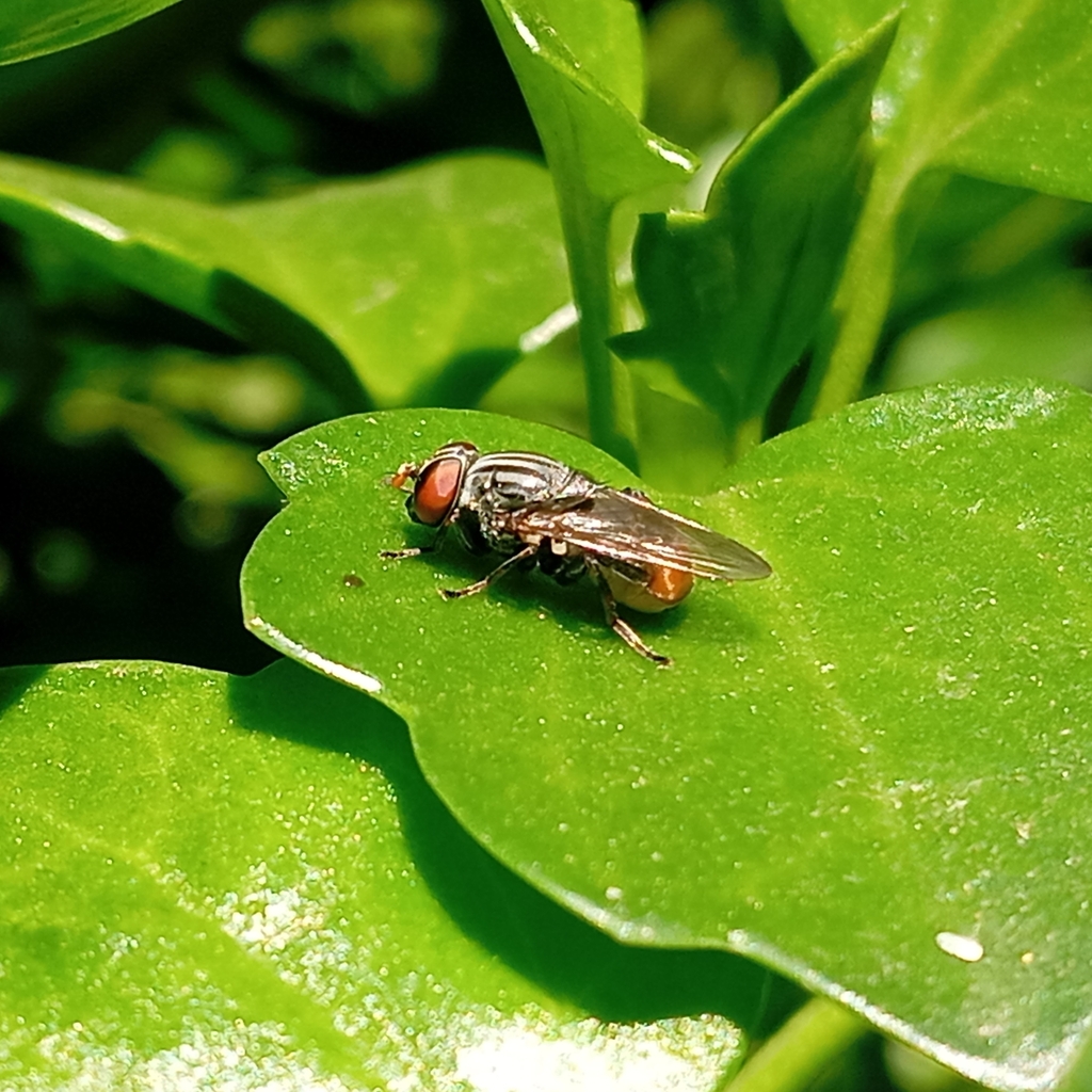 Myolepta haemorrhoidalis