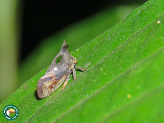 Lycoderes fuscus