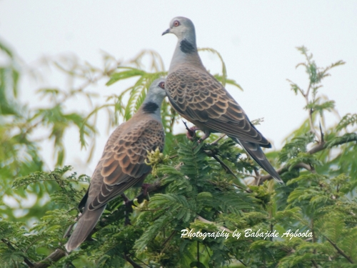 Adamawa Turtle-Dove
