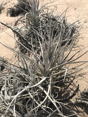 Tillandsia marconae