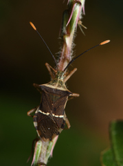 Cletomorpha simulans