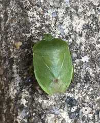 Chinavia pensylvanica