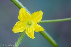 Apodanthera undulata