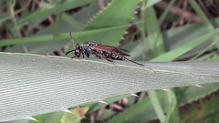 Polistes cinerascens