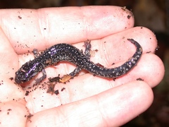 Plethodon variolatus