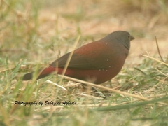 Rock Firefinch photo 2