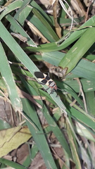 Oncopeltus unifasciatellus