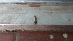 Photinus signaticollis