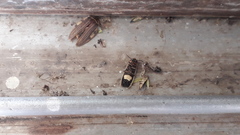 Photinus signaticollis