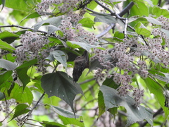 Heliocarpus