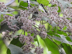 Heliocarpus