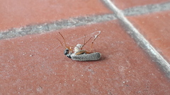 Epicauta fulvicornis