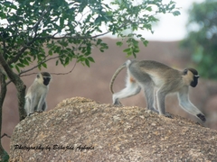 Chlorocebus tantalus