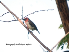 Lybius vieilloti