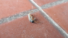 Epicauta fulvicornis