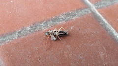 Epicauta fulvicornis