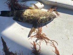 Mycteroperca microlepis