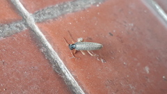Epicauta fulvicornis