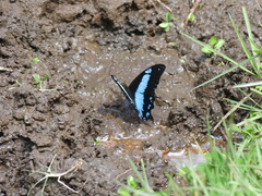 Papilio chrapkowskii