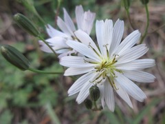 Ixeris strigosa