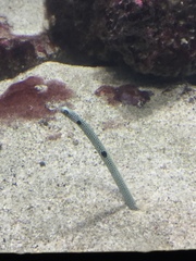 Heteroconger