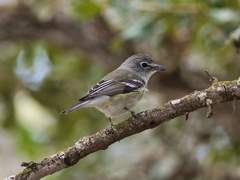 Vireo plumbeus