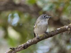 Vireo plumbeus