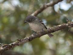 Vireo plumbeus