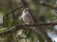 Vireo plumbeus