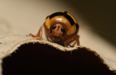 Cryptocephalus formosanus