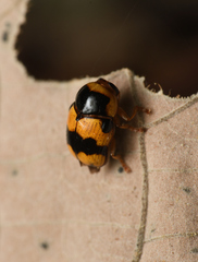 Cryptocephalus formosanus