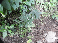 Dicliptera thlaspioides